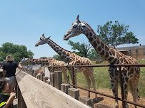 Oklahoma City Zoo photo 3