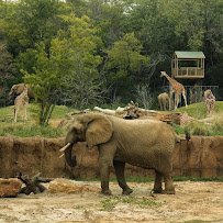 Dallas Zoo photo 4