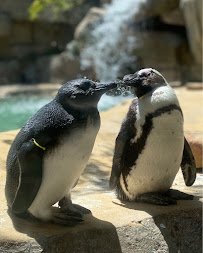 Dallas Zoo photo 6
