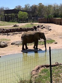 Dallas Zoological Society photo 2