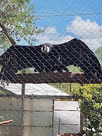 Dallas Zoological Society photo 6