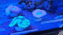 Clear Water Aquarium photo 3