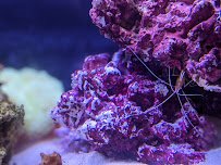 Clear Water Aquarium photo 4