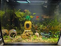 Clear Water Aquarium photo 5
