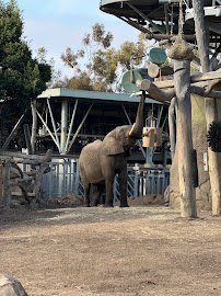 Elephant Odyssey photo 4
