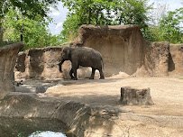 Dana Brown Lords of the Forest