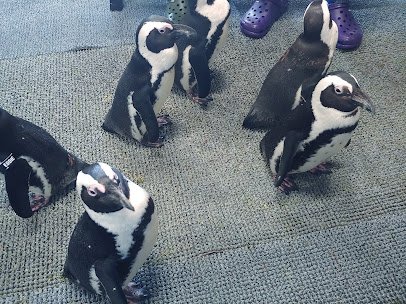Penguin Coast photo 3