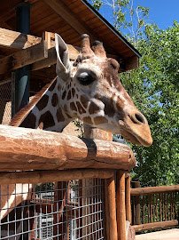 International Center for the Care & Conservation of Giraffe photo 2