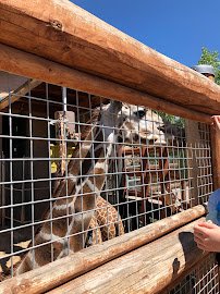 International Center for the Care & Conservation of Giraffe photo 3