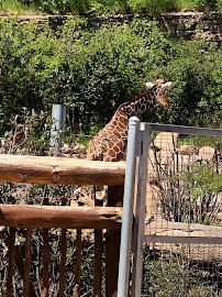 International Center for the Care & Conservation of Giraffe photo 4