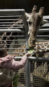 International Center for the Care & Conservation of Giraffe photo 6