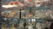 Discovery Seashell Museum photo 2