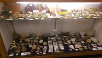 Discovery Seashell Museum photo 3