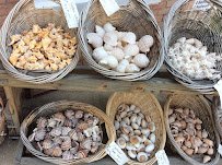 Discovery Seashell Museum photo 6