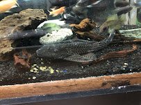 World Wide Aquarium & Pets photo 3