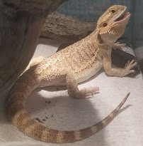 World Wide Aquarium & Pets photo 4