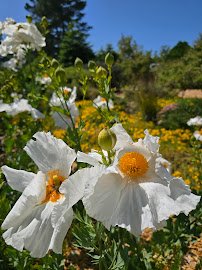 Humboldt Botanical Garden photo 6