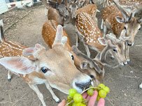 Hollywild Animal Preserve