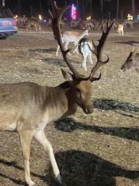 Hollywild Animal Preserve photo 6