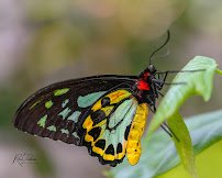 Butterfly World photo 3