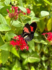 Butterfly World photo 5
