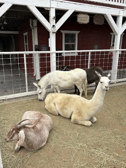 Bravo Farms Petting Zoo photo 3