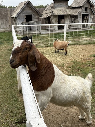 Bravo Farms Petting Zoo photo 4