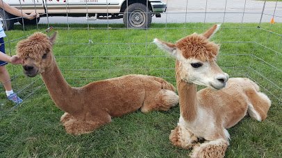 Little Critters Traveling Petting Zoo LLC photo 3