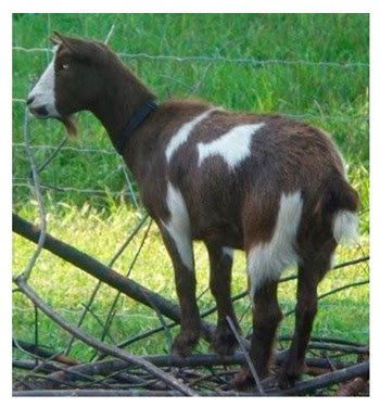 Little Critters Traveling Petting Zoo LLC photo 4