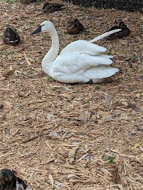 Bay Beach Wildlife Sanctuary Nature Center photo 5