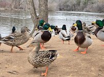 Bay Beach Wildlife Sanctuary Nature Center photo 6