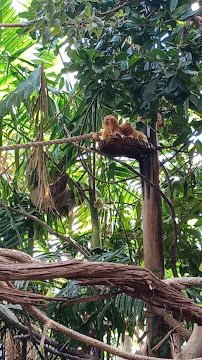 Faces of the Rainforest photo 2