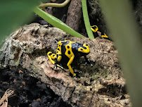 Faces of the Rainforest photo 4
