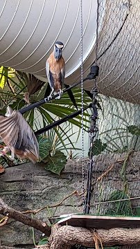 Faces of the Rainforest photo 6