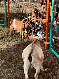 All About the Animals Petting Zoo