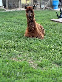 All About the Animals Petting Zoo photo 2