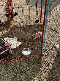 All About the Animals Petting Zoo photo 3