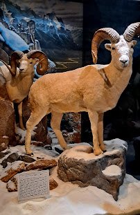 Mann Wildlife Learning Museum photo 5