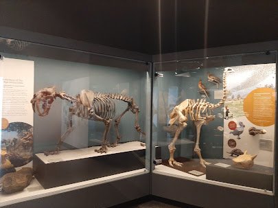 University of Michigan Museum of Natural History photo 5