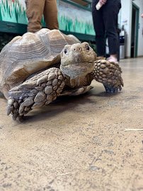 Scales & Tails Utah Reptile Zoo