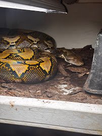 Scales & Tails Utah Reptile Zoo photo 3