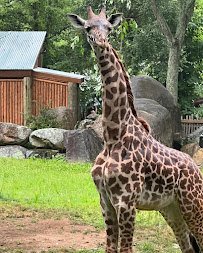 Roger Williams Park Zoo photo 3