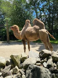Roger Williams Park Zoo photo 6
