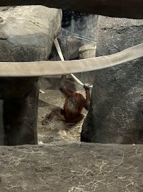 Gorilla Forest photo 2