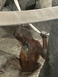 Gorilla Forest photo 3
