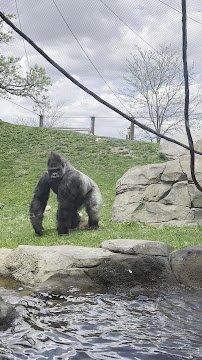 Gorilla Forest photo 4