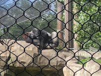 Gorilla Forest photo 5