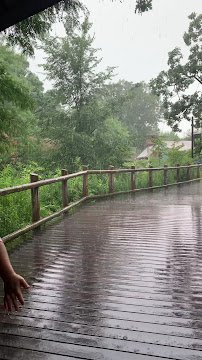 Gorilla Forest photo 6