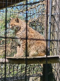 Zoo New York photo 4