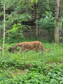 Zoo New York photo 6